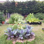 Cabbages doing well