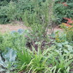 Herb garden flourishing