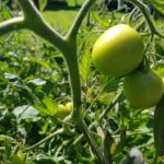 Tomatoes a few turned red!