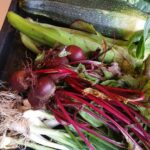 Harvest of Beetroot & Onions