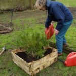 watering the beds