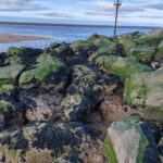 meols horses head